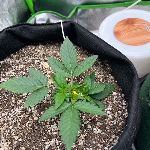 Original Auto Amnesia Haze growlog timeline photo