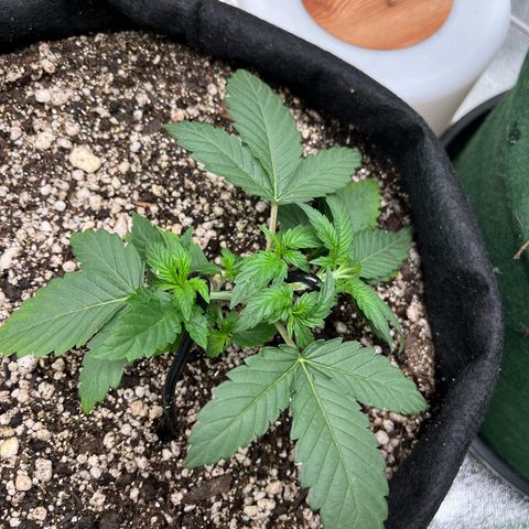 Original Auto Amnesia Haze growlog timeline photo