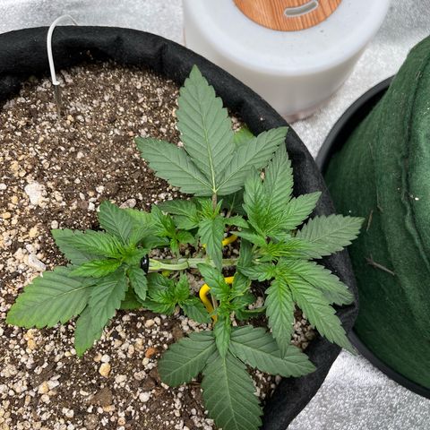 Original Auto Amnesia Haze growlog timeline photo