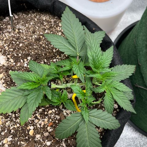 Original Auto Amnesia Haze growlog timeline photo