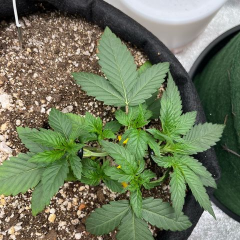 Original Auto Amnesia Haze growlog timeline photo