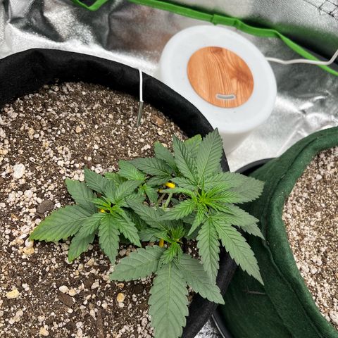 Original Auto Amnesia Haze growlog timeline photo