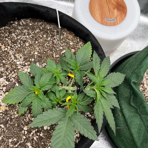 Original Auto Amnesia Haze growlog timeline photo
