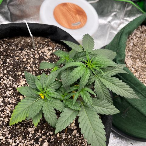 Original Auto Amnesia Haze growlog timeline photo