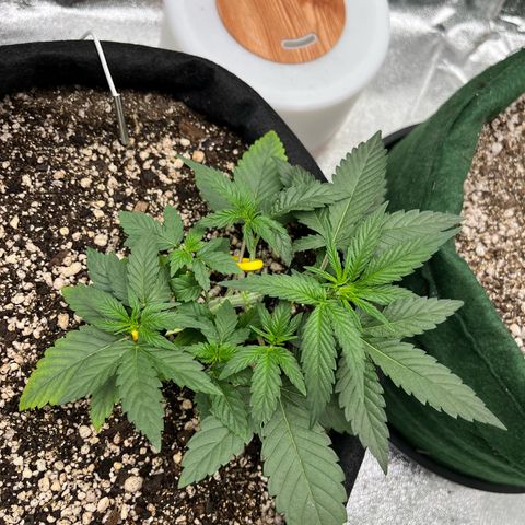 Original Auto Amnesia Haze growlog timeline photo