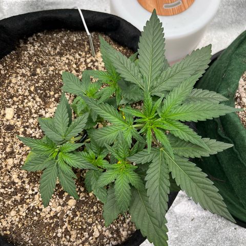 Original Auto Amnesia Haze growlog timeline photo
