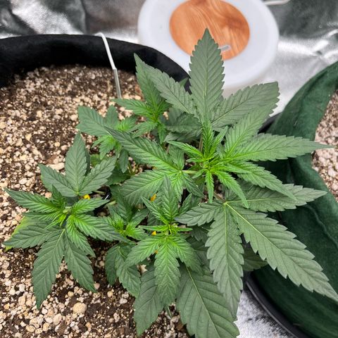 Original Auto Amnesia Haze growlog timeline photo