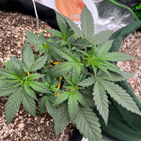 Original Auto Amnesia Haze growlog timeline photo