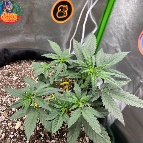 Original Auto Amnesia Haze growlog timeline photo