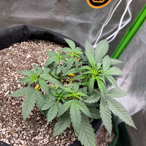 Original Auto Amnesia Haze growlog timeline photo