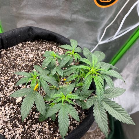 Original Auto Amnesia Haze growlog timeline photo