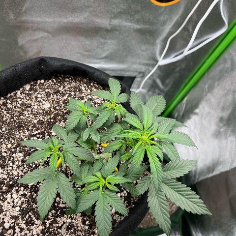 Original Auto Amnesia Haze growlog timeline photo