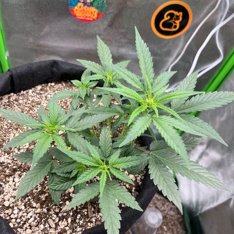 Original Auto Amnesia Haze growlog timeline photo