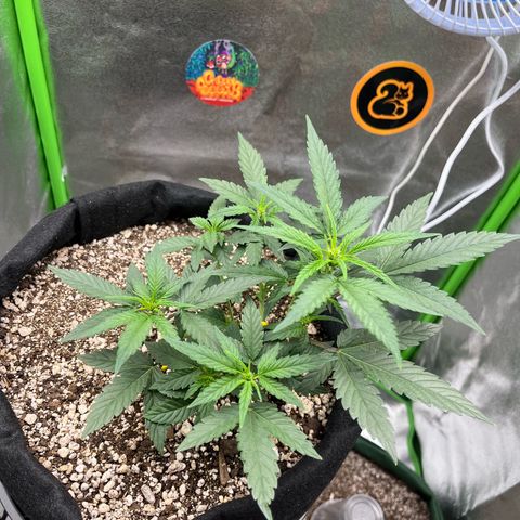 Original Auto Amnesia Haze growlog timeline photo