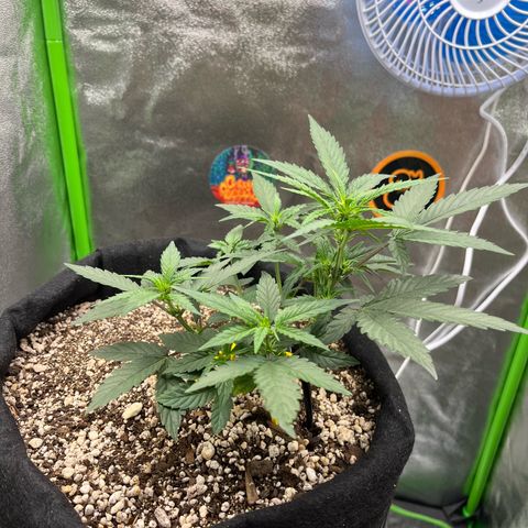 Original Auto Amnesia Haze growlog timeline photo