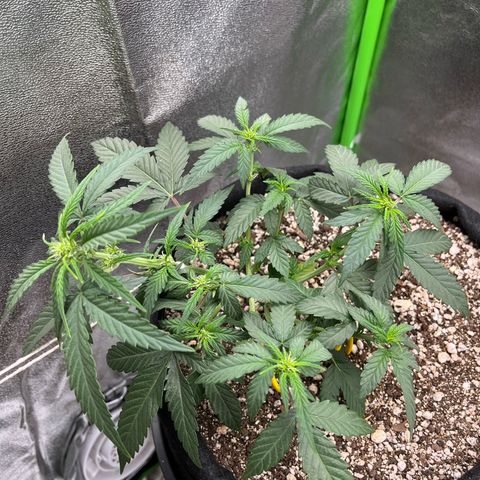 Original Auto Amnesia Haze growlog timeline photo