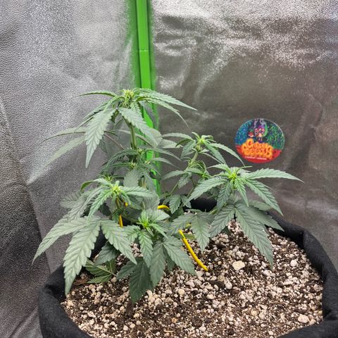Original Auto Amnesia Haze growlog timeline photo