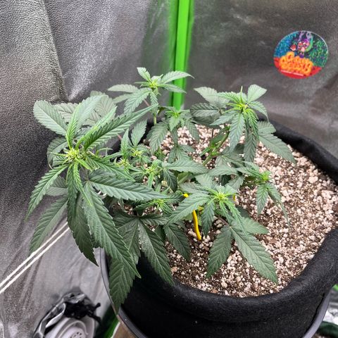 Original Auto Amnesia Haze growlog timeline photo