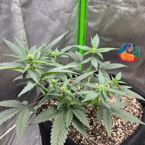 Original Auto Amnesia Haze growlog timeline photo