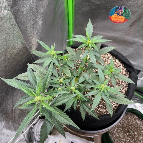 Original Auto Amnesia Haze growlog timeline photo