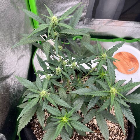 Original Auto Amnesia Haze growlog timeline photo