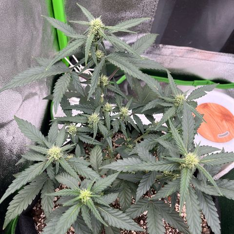 Original Auto Amnesia Haze growlog timeline photo