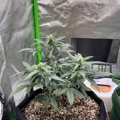 Original Auto Amnesia Haze growlog timeline photo