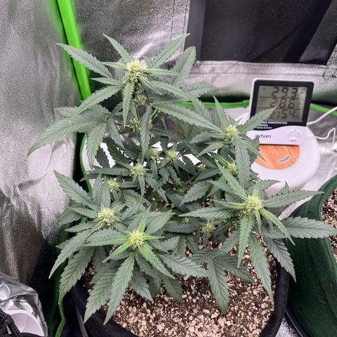 Original Auto Amnesia Haze growlog timeline photo