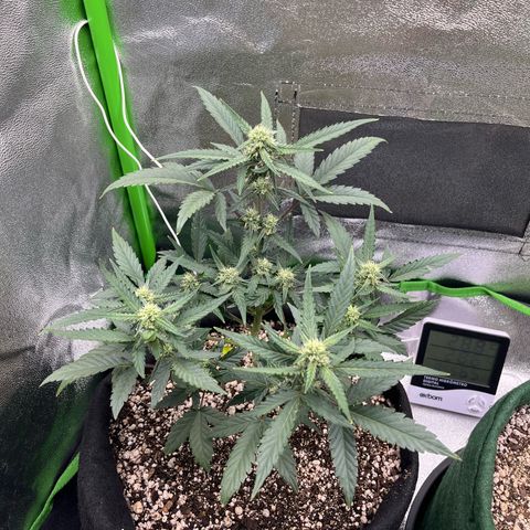 Original Auto Amnesia Haze growlog timeline photo