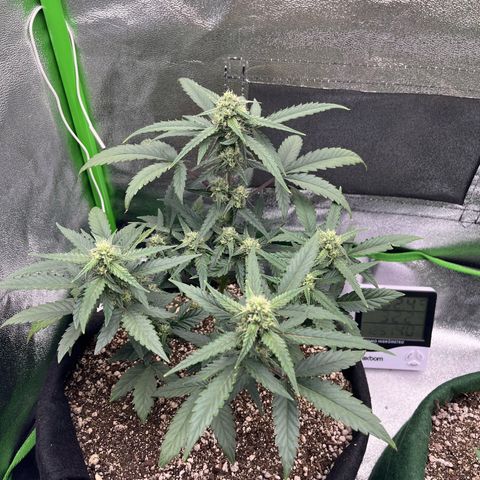 Original Auto Amnesia Haze growlog timeline photo