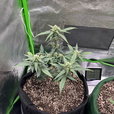 Original Auto Amnesia Haze growlog timeline photo
