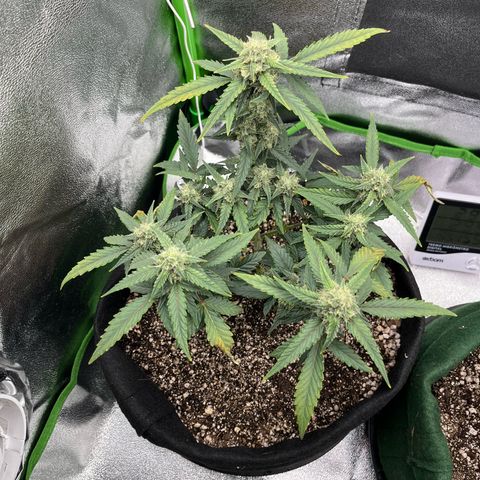 Original Auto Amnesia Haze growlog timeline photo