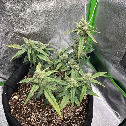 Original Auto Amnesia Haze growlog timeline photo