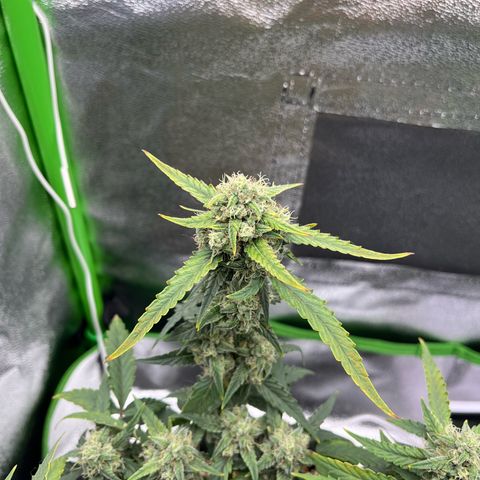 Original Auto Amnesia Haze growlog timeline photo
