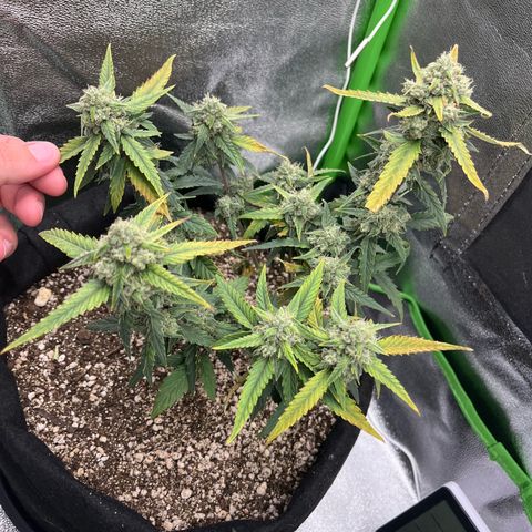 Original Auto Amnesia Haze growlog timeline photo