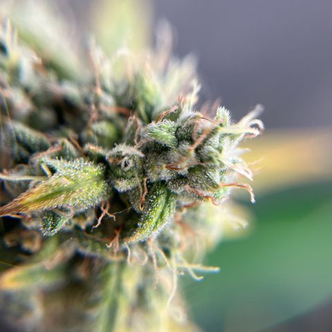 Original Auto Amnesia Haze growlog timeline photo