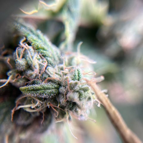 Original Auto Amnesia Haze growlog timeline photo