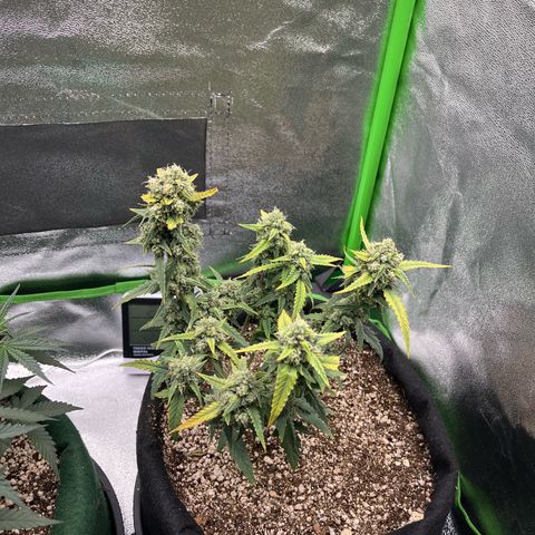 Original Auto Amnesia Haze growlog timeline photo
