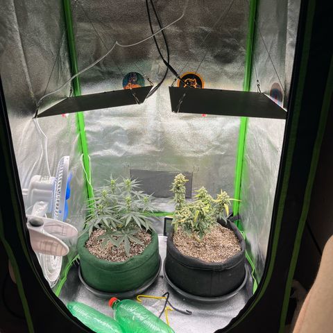 Original Auto Amnesia Haze growlog timeline photo