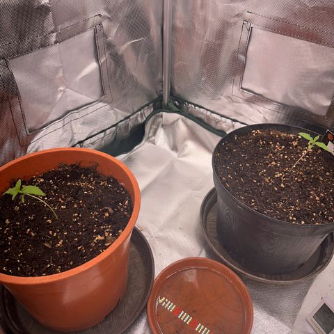 Gorilla Cookies Auto growlog timeline photo