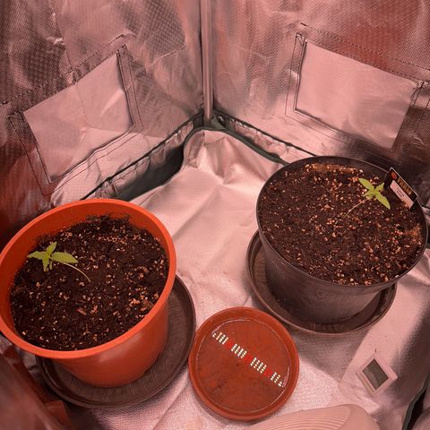 Gorilla Cookies Auto growlog timeline photo
