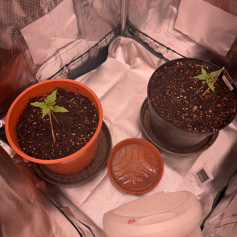 Gorilla Cookies Auto growlog timeline photo