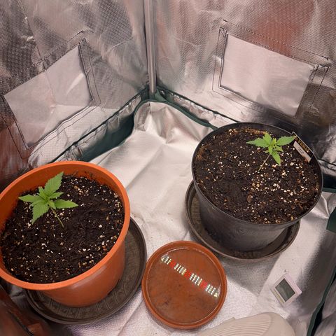 Gorilla Cookies Auto growlog timeline photo