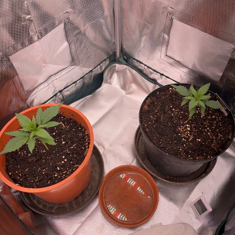 Gorilla Cookies Auto growlog timeline photo