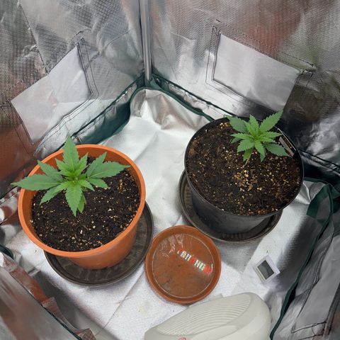 Gorilla Cookies Auto growlog timeline photo