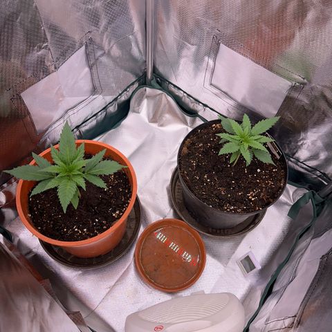 Gorilla Cookies Auto growlog timeline photo