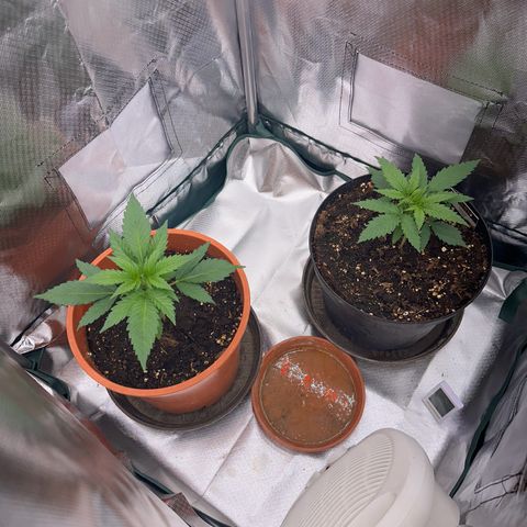 Gorilla Cookies Auto growlog timeline photo