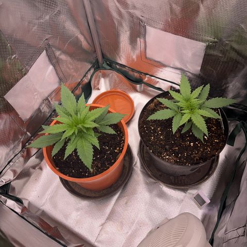 Gorilla Cookies Auto growlog timeline photo