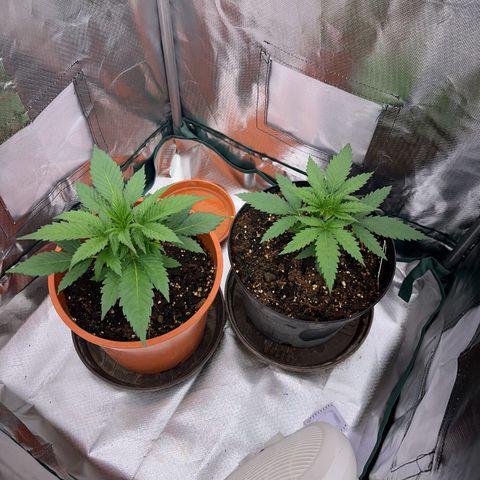Gorilla Cookies Auto growlog timeline photo