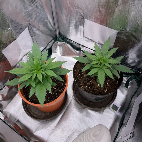 Gorilla Cookies Auto growlog timeline photo